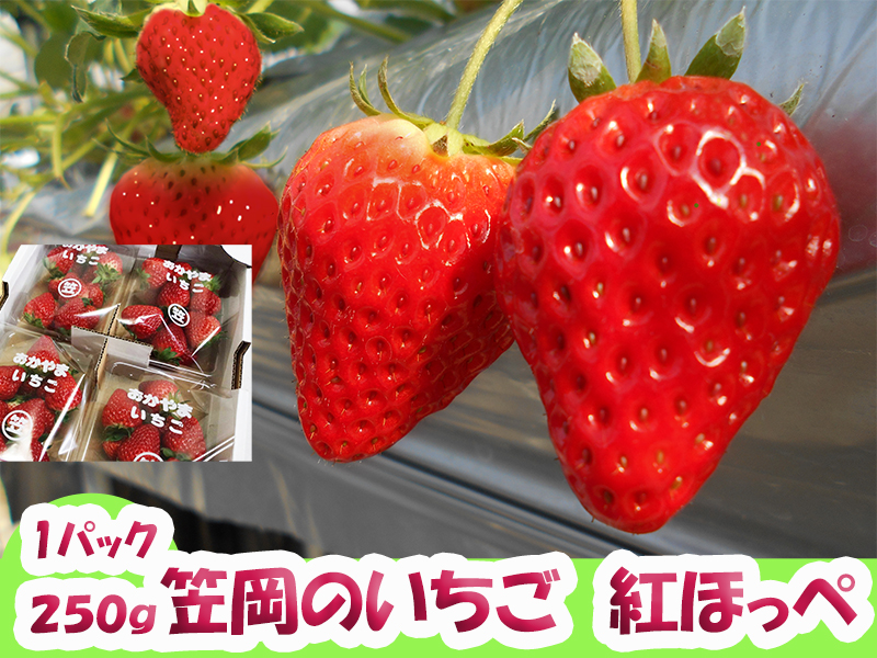 笠岡のいちご 紅ほっぺ 250g×4パック | 晴れの国岡山オンライン